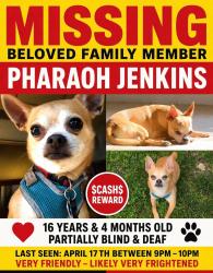 Lost Male Dog last seen Humboldt pkwy, Buffalo, NY 14208