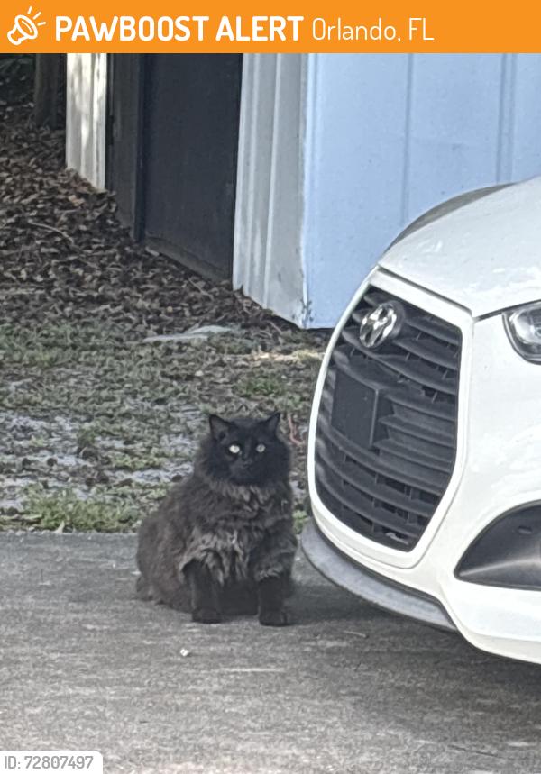 Found/Stray Unknown Cat last seen Josephine and old Cheney, Orlando, FL 32803