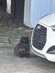 Found/Stray Unknown Cat last seen Josephine and old Cheney , Orlando, FL 32803