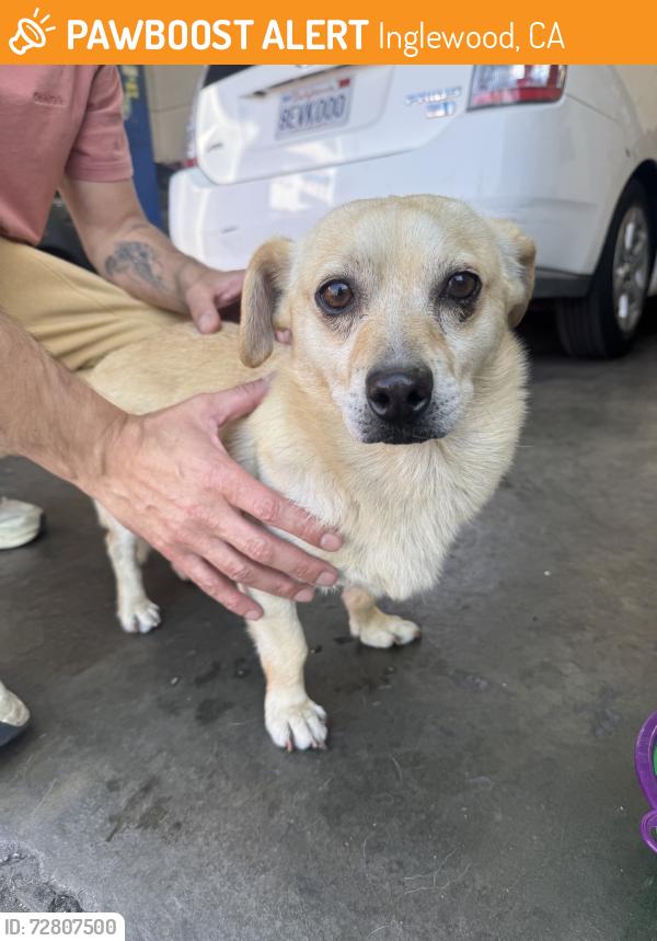 Found/Stray Male Dog last seen Francos auto repair, Inglewood, CA 90301