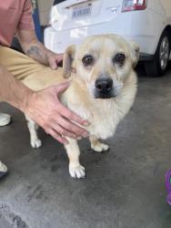 Found/Stray Male Dog last seen Francos auto repair, Inglewood, CA 90301
