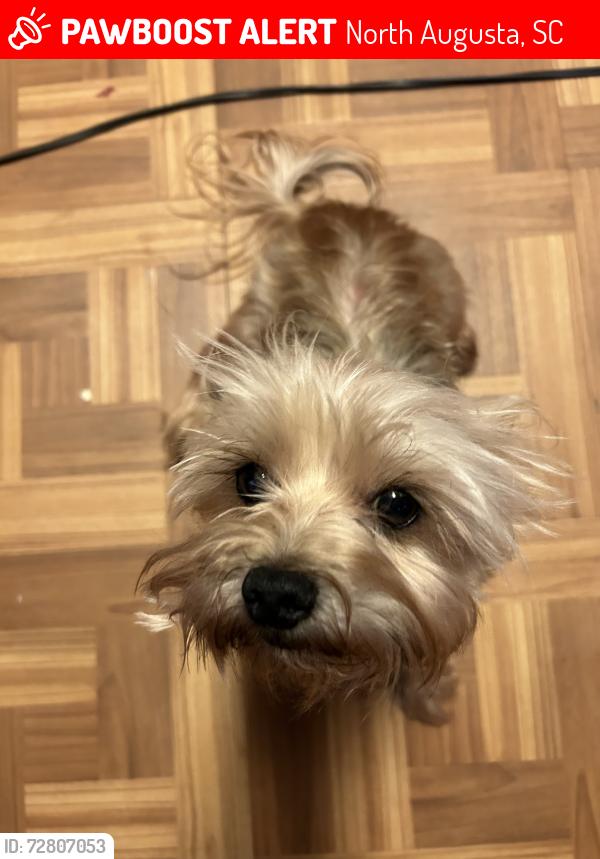 Lost Female Dog last seen Sweetwater volunteer Fire Department , North Augusta, SC 29860
