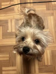 Lost Female Dog last seen Sweetwater volunteer Fire Department , North Augusta, SC 29860
