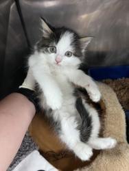Shelter Stray Male Cat last seen Bridgeton, NC , New Bern, NC 28562