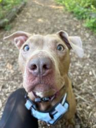 Shelter Stray Female Dog last seen Near Bethune Rd, 21225, MD, Baltimore, MD 21230
