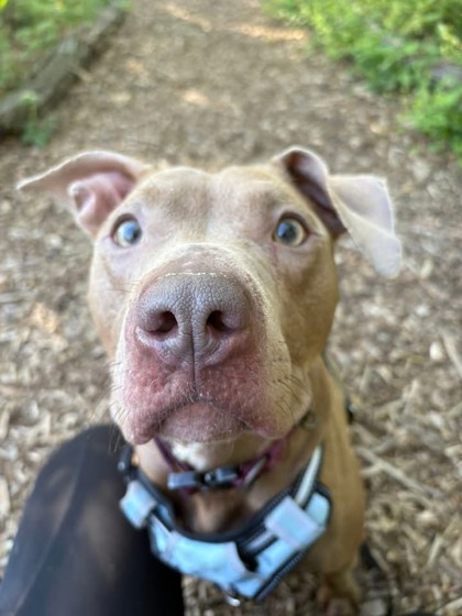 Shelter Stray Female Dog last seen Near Bethune Rd, 21225, MD, Baltimore, MD 21230