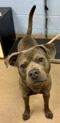 Shelter Stray Male Dog last seen Near Piering Dr, 30038, GA, Atlanta, GA 30341
