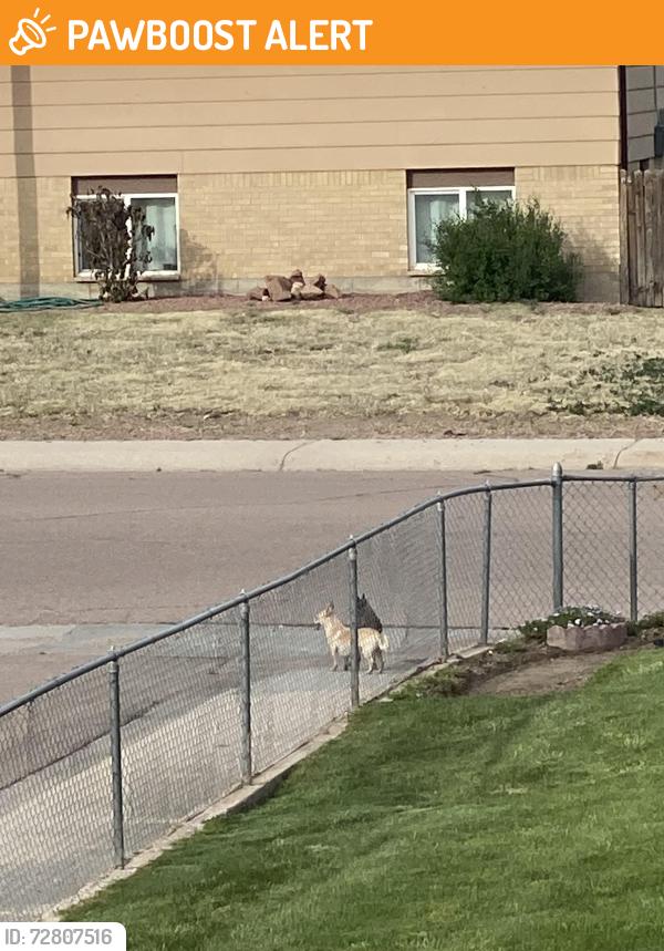 Found/Stray Unknown Dog last seen End of Harvard St. , Colorado Springs, CO 80911