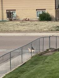 Found/Stray Unknown Dog last seen End of Harvard St. , Colorado Springs, CO 80911