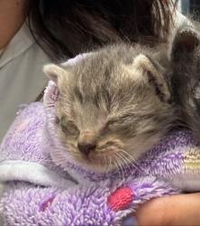 Shelter Stray Male Cat last seen Oakland, CA 94601, Oakland, CA 94601