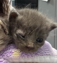 Shelter Stray Male Cat last seen Oakland, CA 94601, Oakland, CA 94601