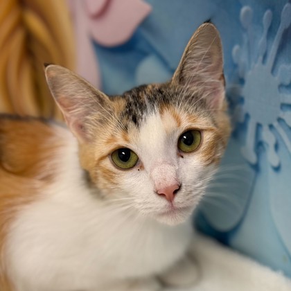 Shelter Stray Female Cat last seen Brazos County, TX 77845, Bryan, TX 77807