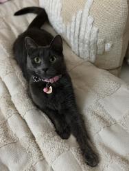 Lost Female Cat last seen Fountain drive Lakewood, New Jersey, Lakewood, NJ 08701