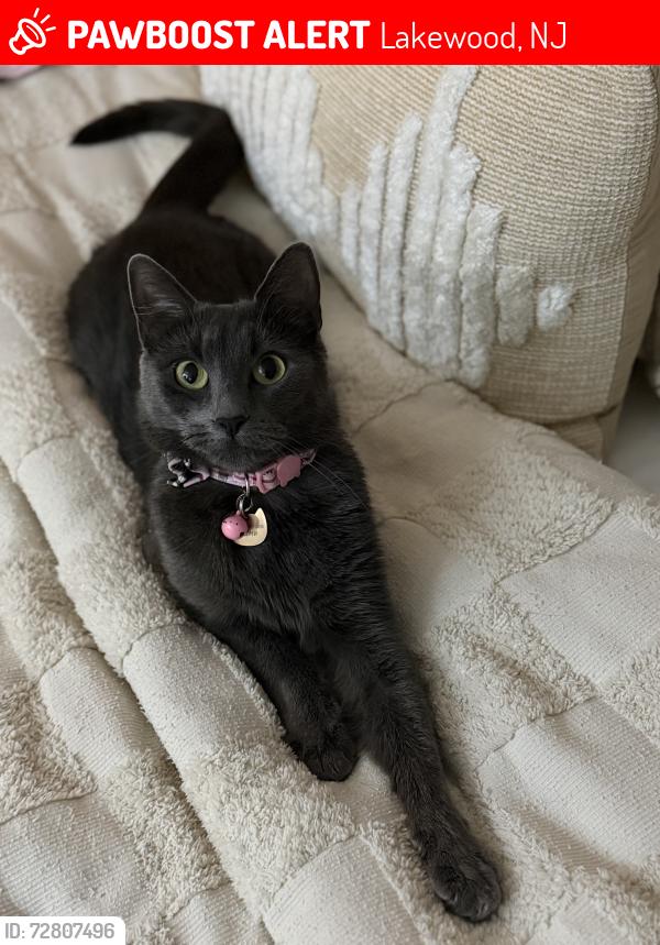 Lost Female Cat last seen Fountain drive Lakewood, New Jersey, Lakewood, NJ 08701