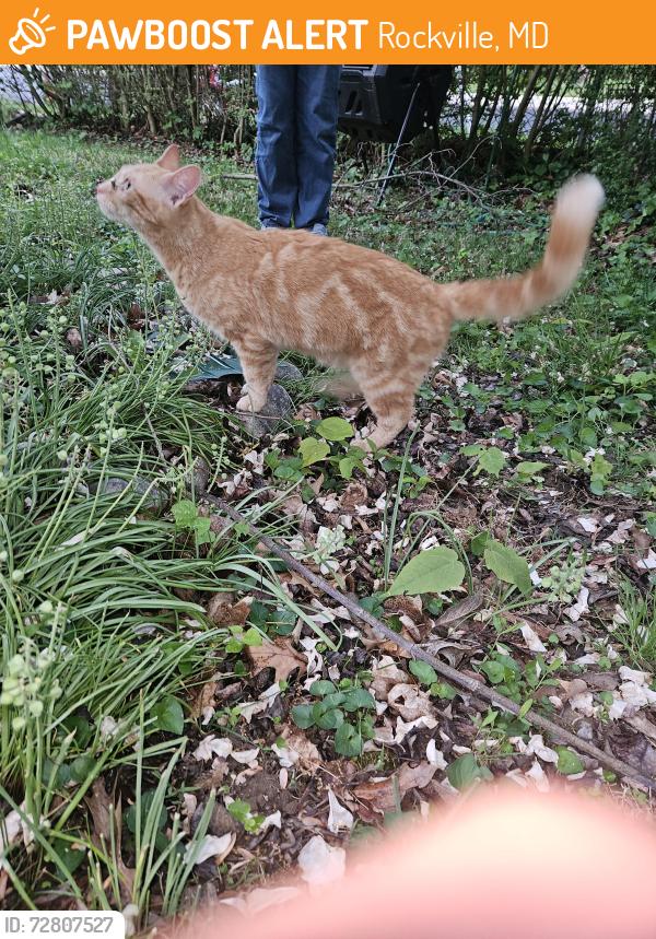 Found/Stray Unknown Cat last seen Halpine Rd and Ardennes Ave, Rockville, MD 20851