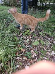 Found/Stray Unknown Cat last seen Halpine Rd and Ardennes Ave, Rockville, MD 20851
