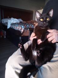 Lost Male Cat last seen Near Devonshire/Madrid/ Sanderson , Hemet, CA 92545