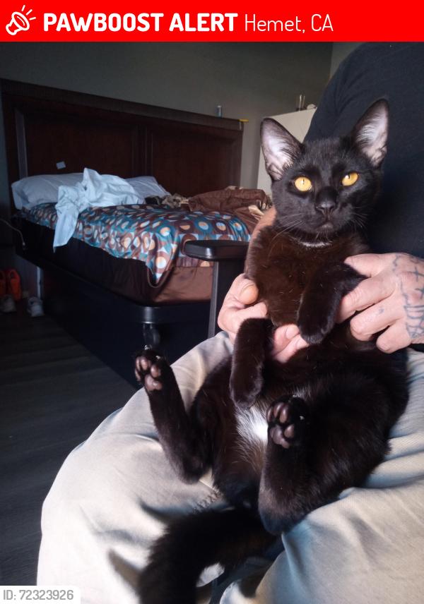 Lost Male Cat last seen Near Devonshire/Madrid/ Sanderson , Hemet, CA 92545