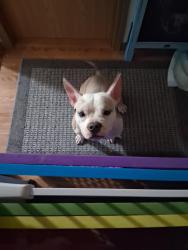 Found/Stray Female Dog last seen Mayfair Dr, belleville, Il, Belleville, IL 62221