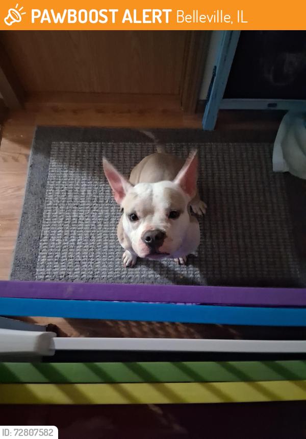 Found/Stray Female Dog last seen Mayfair Dr, belleville, Il, Belleville, IL 62221