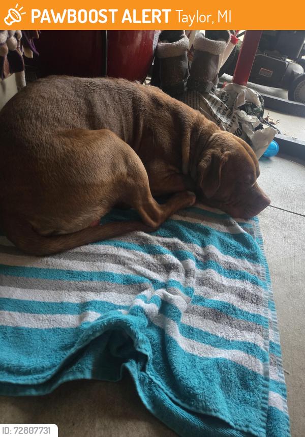 Found/Stray Male Dog last seen Goddard Rd, Taylor, MI 48180