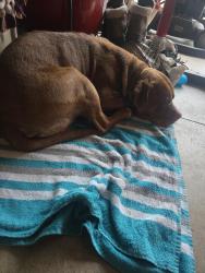 Found/Stray Male Dog last seen Goddard Rd, Taylor, MI 48180