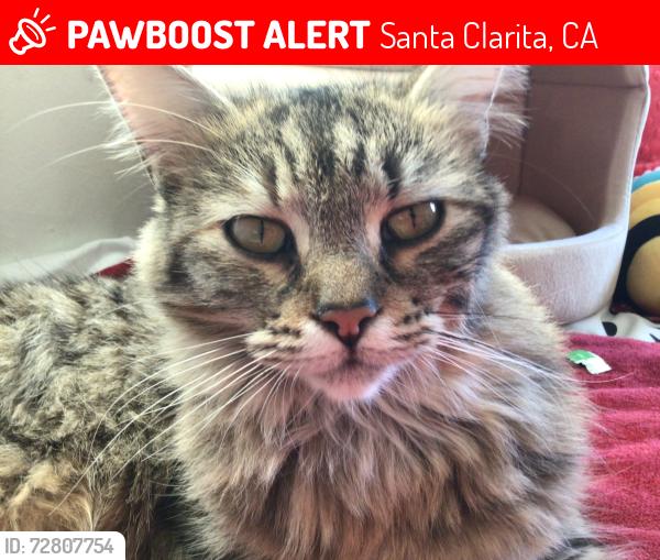 Lost Female Cat last seen Near Dowell Drive, Santa Clarita, CA 91351
