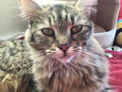 Lost Female Cat last seen Near Dowell Drive, Santa Clarita, CA 91351
