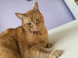 Lost Male Cat last seen Cathedral Point neighborhood in Verona, Verona, WI 53593