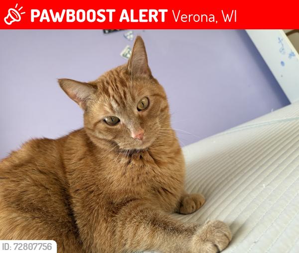 Lost Male Cat last seen Cathedral Point neighborhood in Verona, Verona, WI 53593