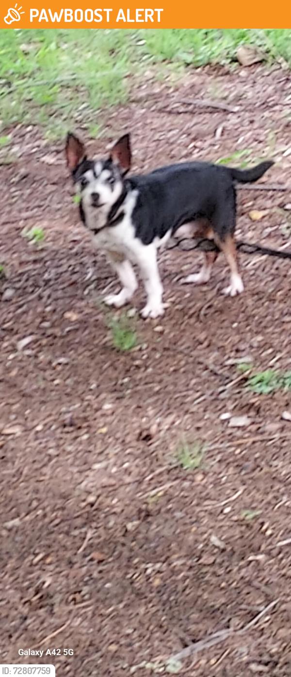 Found/Stray Female Dog last seen Davis &Mitc  76013, Dalworthington Gardens, TX 76013