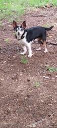 Found/Stray Female Dog last seen Davis &Mitc  76013, Dalworthington Gardens, TX 76013