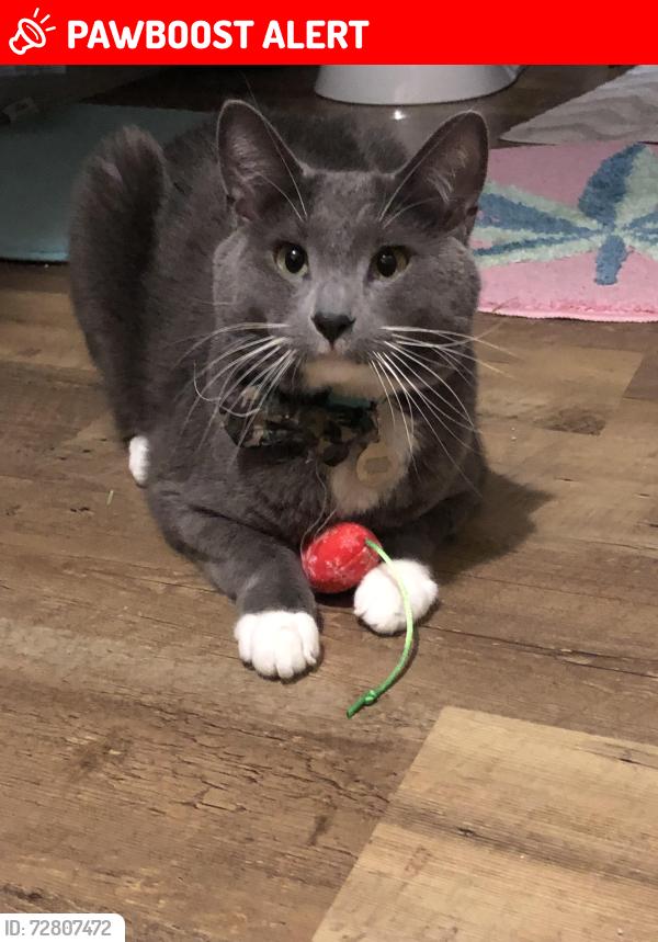 Lost Male Cat last seen Silverdale Woodstock , Colorado Springs, CO 80911