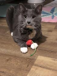 Lost Male Cat last seen Silverdale Woodstock , Colorado Springs, CO 80911