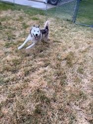 Found/Stray Unknown Dog last seen Highland st, Springfield, VA 22150