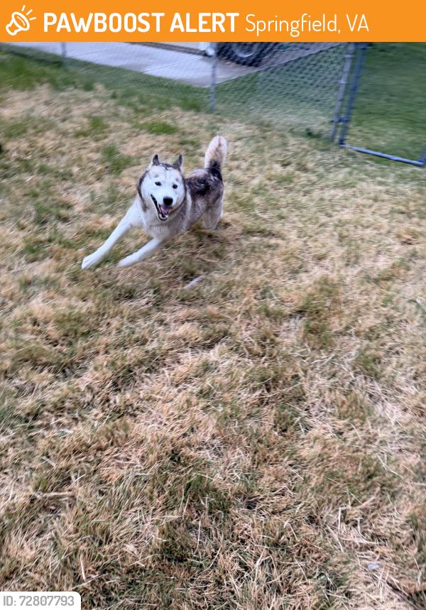 Found/Stray Unknown Dog last seen Highland st, Springfield, VA 22150