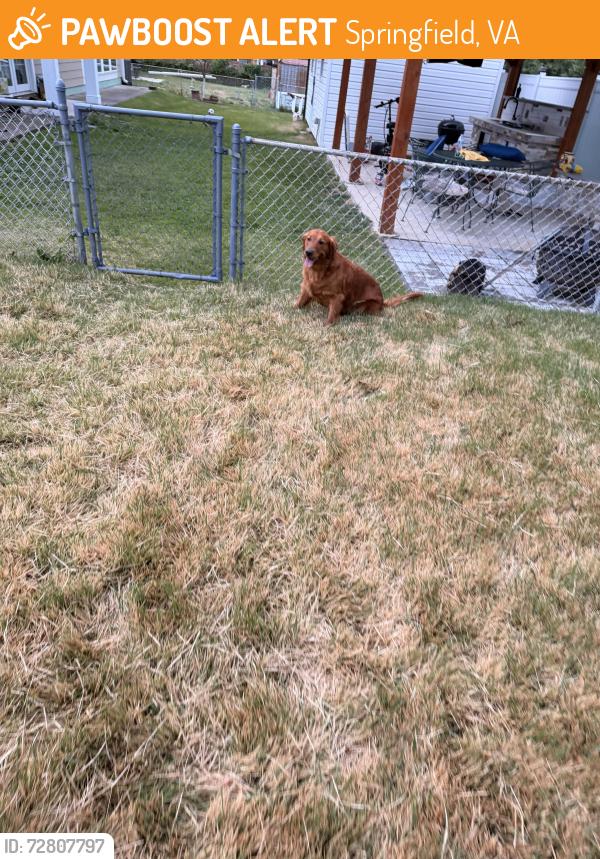 Found/Stray Unknown Dog last seen Highland st, Springfield, VA 22150