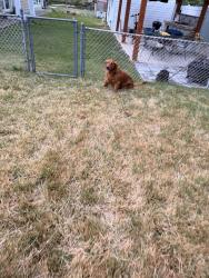 Found/Stray Unknown Dog last seen Highland st, Springfield, VA 22150