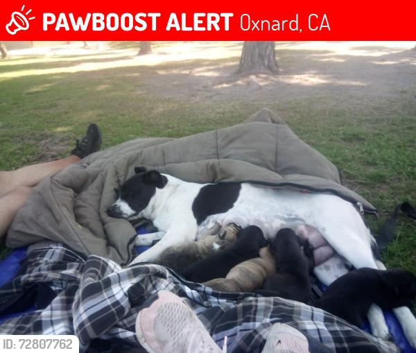 Lost Female Dog last seen Harbor and 5th, Oxnard, CA 93035