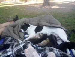 Lost Female Dog last seen Harbor and 5th, Oxnard, CA 93035