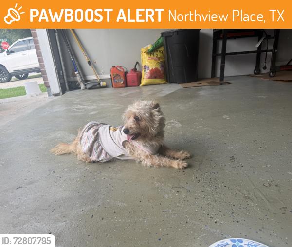 Found/Stray Female Dog last seen Northview Place, Northview Place, TX 77073