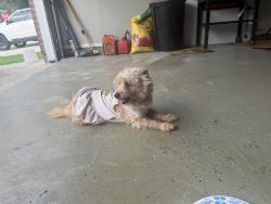 Found/Stray Female Dog last seen Northview Place, Northview Place, TX 77073