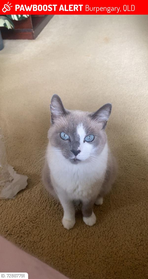 Lost Male Cat last seen Birch court , Burpengary, QLD 4505