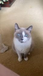 Lost Male Cat last seen Birch court , Burpengary, QLD 4505