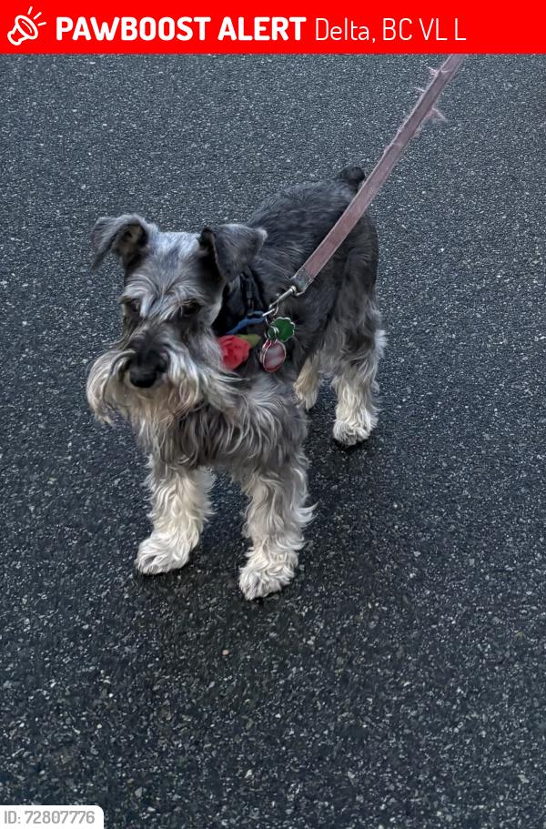 Deceased Female Dog last seen 3rd ave and 65th street, Delta, BC V4L 2L2