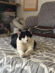 Lost Male Cat last seen Grant st. , Calexico, CA 92231