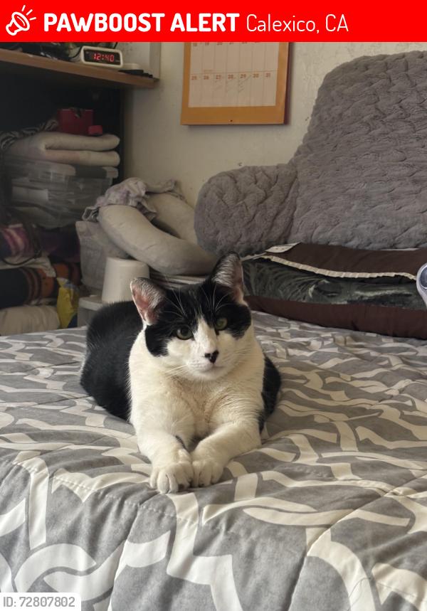 Lost Male Cat last seen Grant st. , Calexico, CA 92231