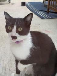 Found/Stray Female Cat last seen Davis and Midcities , North Richland Hills, TX 76180