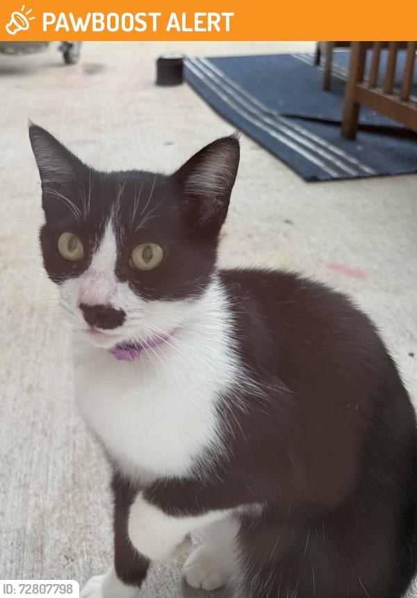Found/Stray Female Cat last seen Davis and Midcities , North Richland Hills, TX 76180