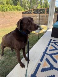 Found/Stray Male Dog last seen Construction site next to Publix on Bannerman Road , Tallahassee, FL 32312